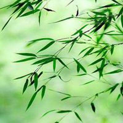 极速赛车全天24小时计划网址截图