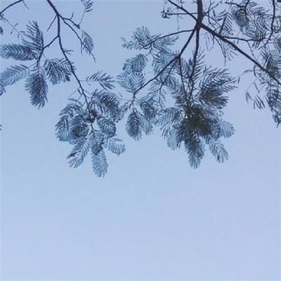 66看球直播app