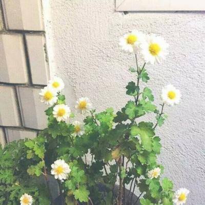口袋彩店app体彩网